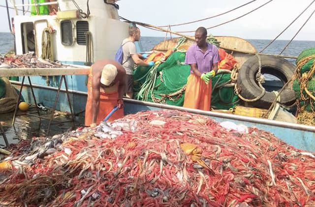 Crevettes sauvages de pêche industrielle
