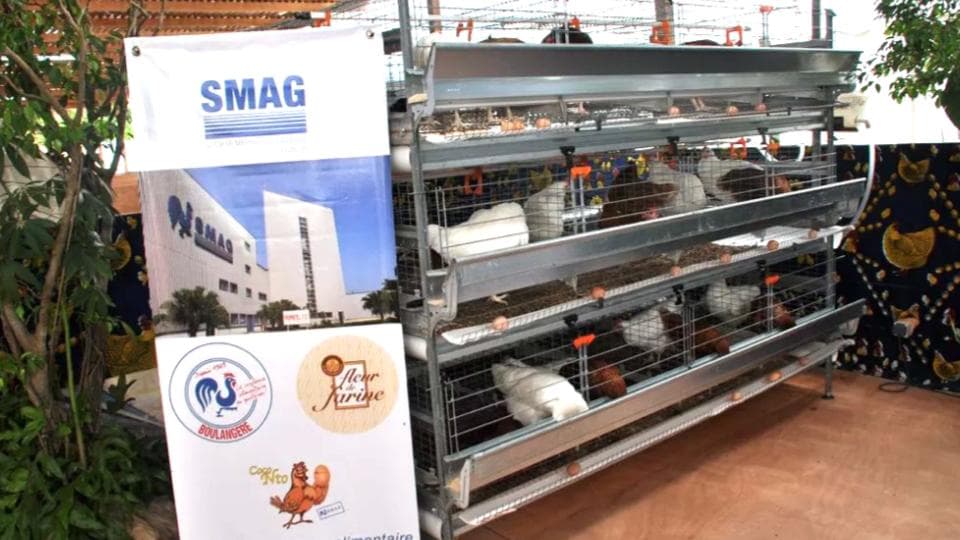 Œufs frais Coco N'to