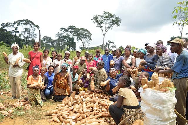 Coopérative Agricole de Dibwangui